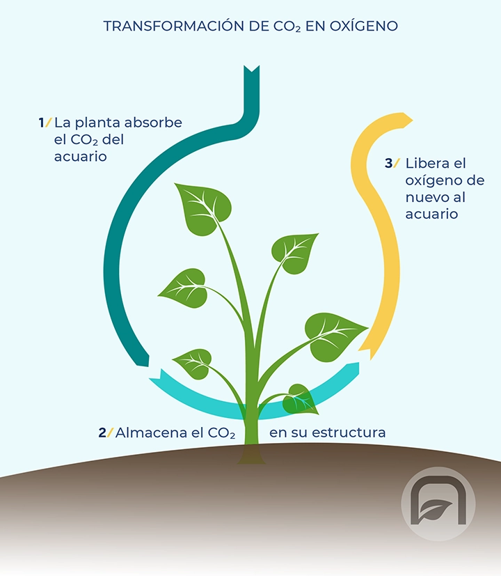 Infografía de la transformación del co2 en oxígeno dentro del acuario