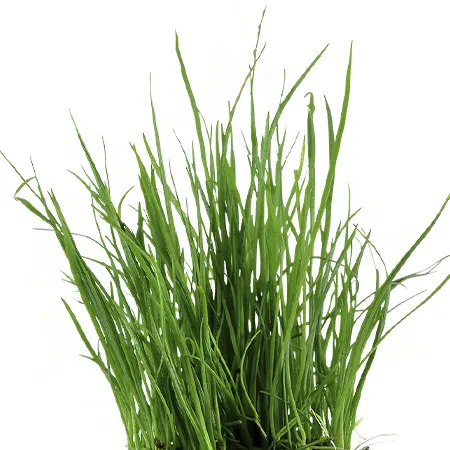 Lilaeopsis Mauritiana