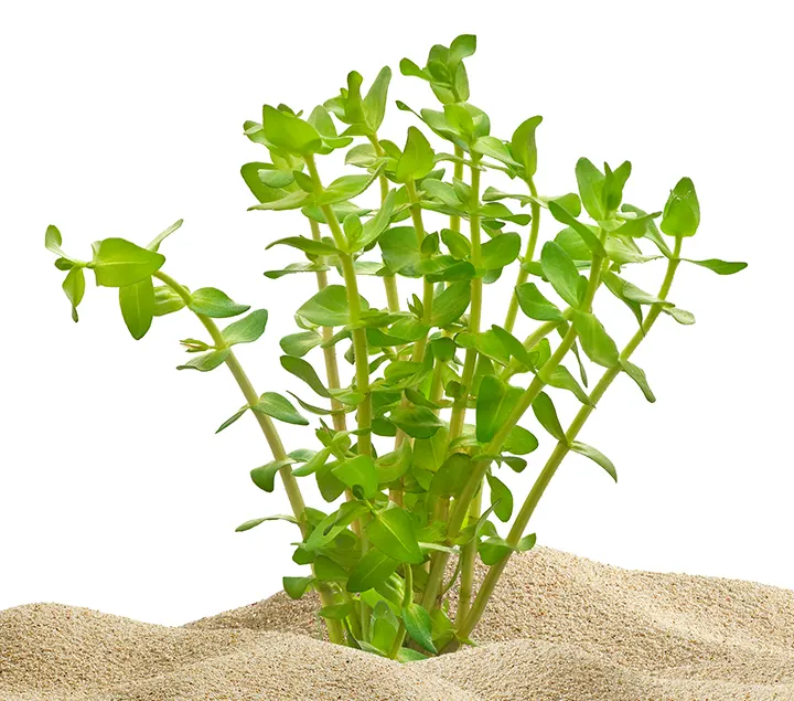 Las plantas de acuario se cultivan en emergido y es normal que al plantarlas bajo el agua pierdan algunas hojas en el proceso.