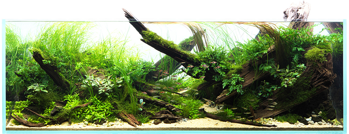 Aquascaping como versión 2.0 de la acuariofilia