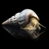 Brotia Herculea nascapers.es giant tower cap snail