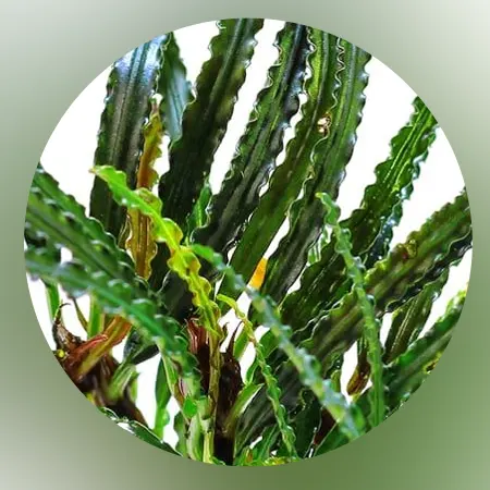 Bucephalandra King Cocodrile