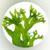Microsorum pteropus coral