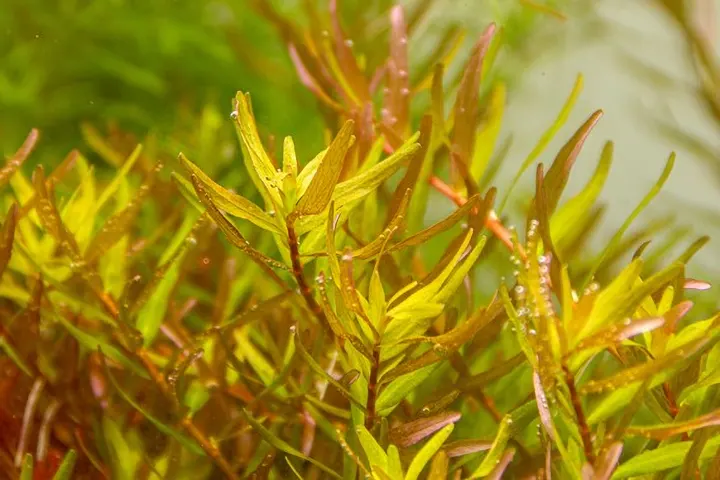 Rotala Rotundifolia Laos