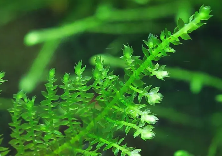 Vesicularia spec triangle moss