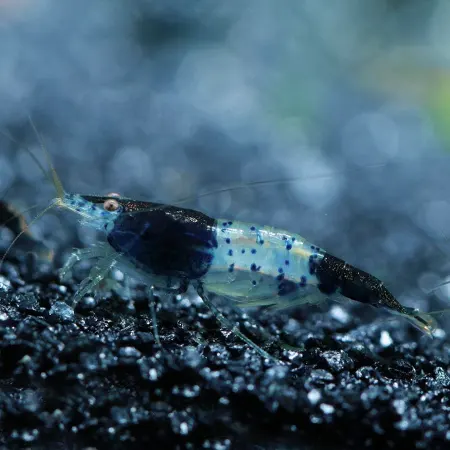 Neocaridina Black Rili