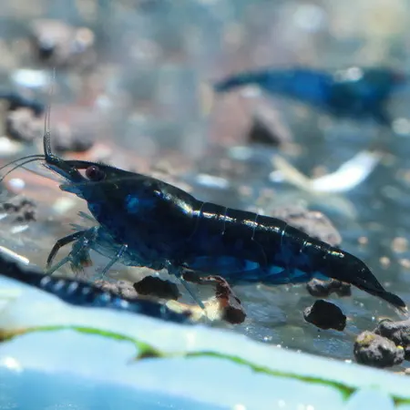 Neocaridina Blue diamond