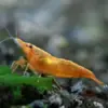 Neocaridina Orange Sunkist nascapers acuarios naturales.