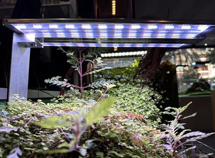 La importancia de la iluminación en acuarios plantados