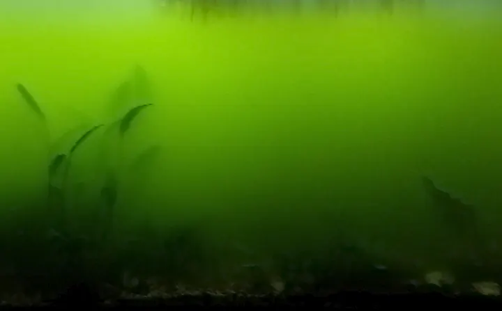 Acuario turbio por exceso de nutrientes favorece la proliferación de las algas verdes filamentosas.