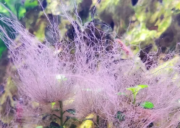 Alga cuerno de ciervo, también conocida como staghorn algae.