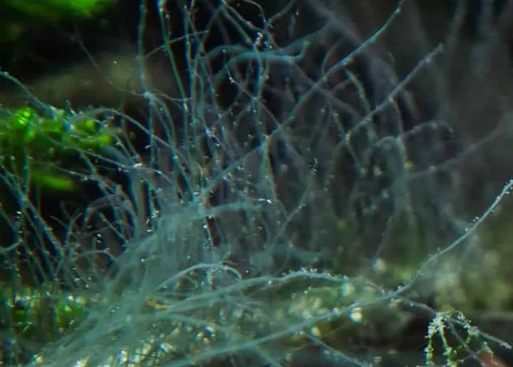 Detalle del hasta de ciervo en un acuario plantado