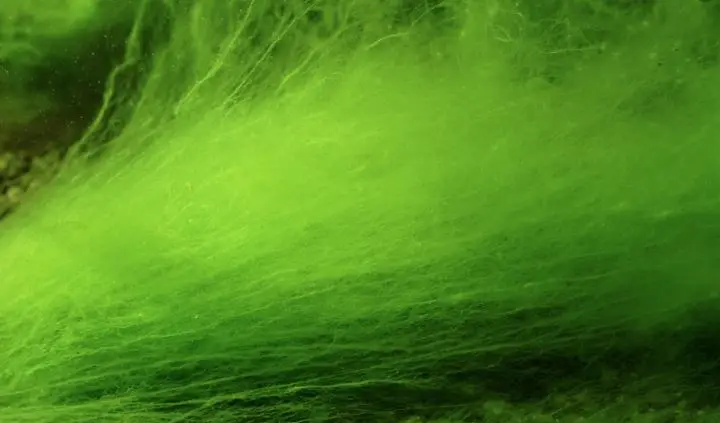 alga filamentosa acuario plantado
