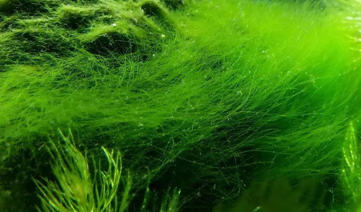 alga filamentosa verde