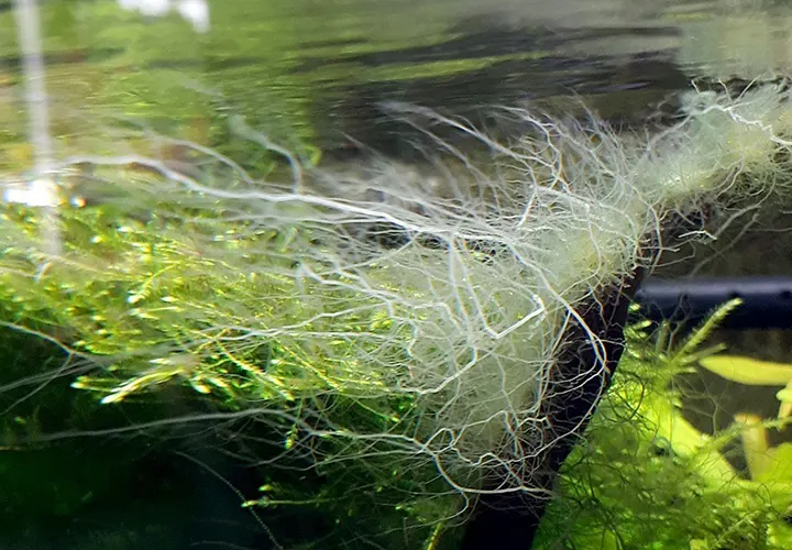 Alga hasta cuerno de ciervo sobre un tronco dentro de un acuario plantado.