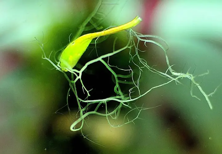 Fragmento de un alga cuerno de ciervo flotando en el agua de un acuario.