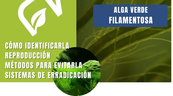 Artículo en el blog de nascapers sobre el alga verde filamentosa.