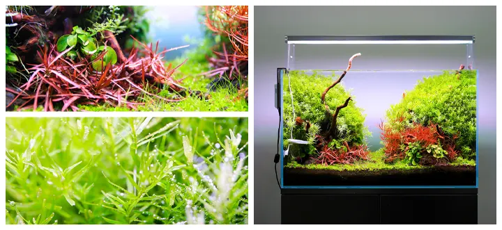 cómo iluminar un acuario plantado