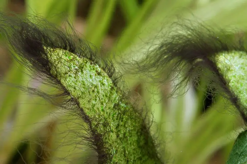 Cómo eliminar el alga barba del acuario plantado.