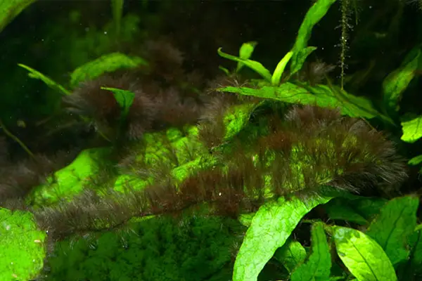 Alba barba en un acuario plantado