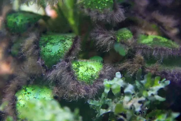 alga barba en las hojas de las plantas de un acuario de agua dulce.