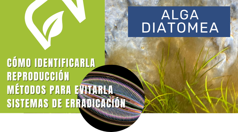 Alga por alga - Diatomea en el acuario plantado