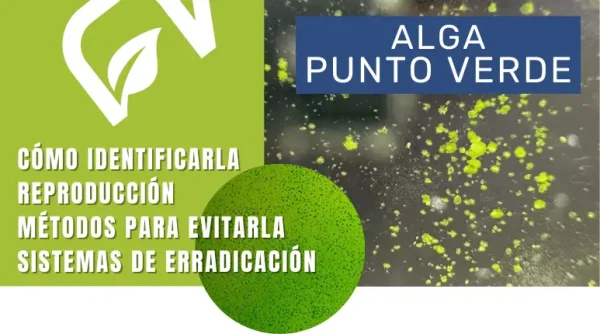 Alga por alga: Punto Verde en el acuario plantado
