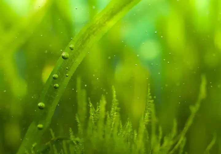 primer plano del alga punto verde en un acuario de agua dulce