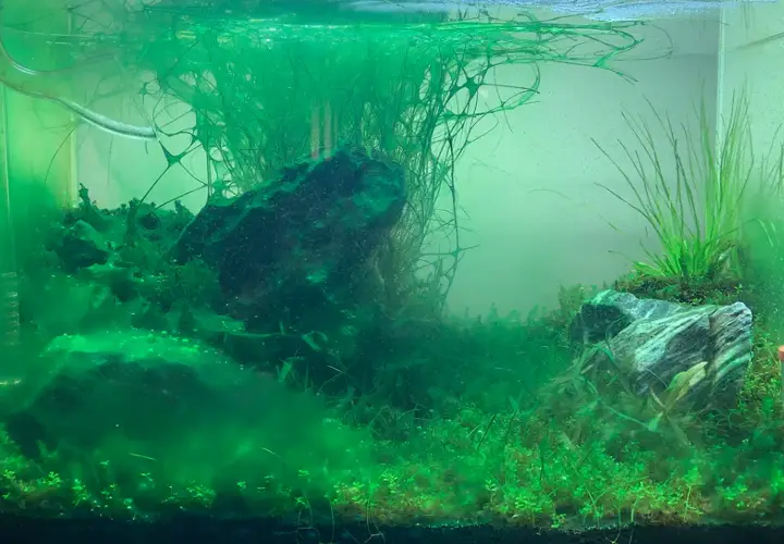 acuario con algas