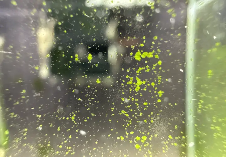 detalle del alga punto verde en el cristal