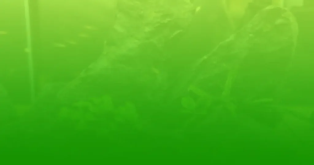 alga unicelular acuario plantado