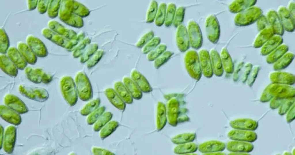 Alga unicelular en suspensión en un acuario. Detalle al mcroscopio.