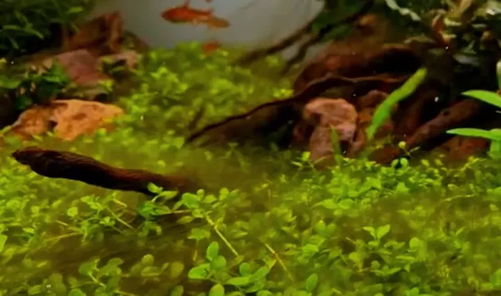 acuario plantado con problemas de algas