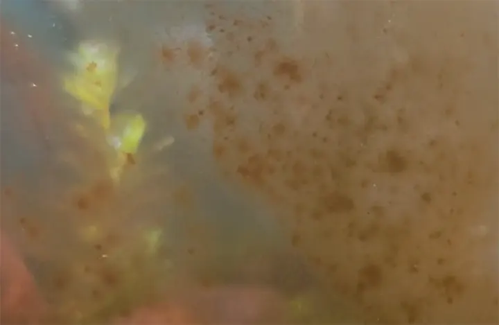 Alga diatomea en el cristal del acuario