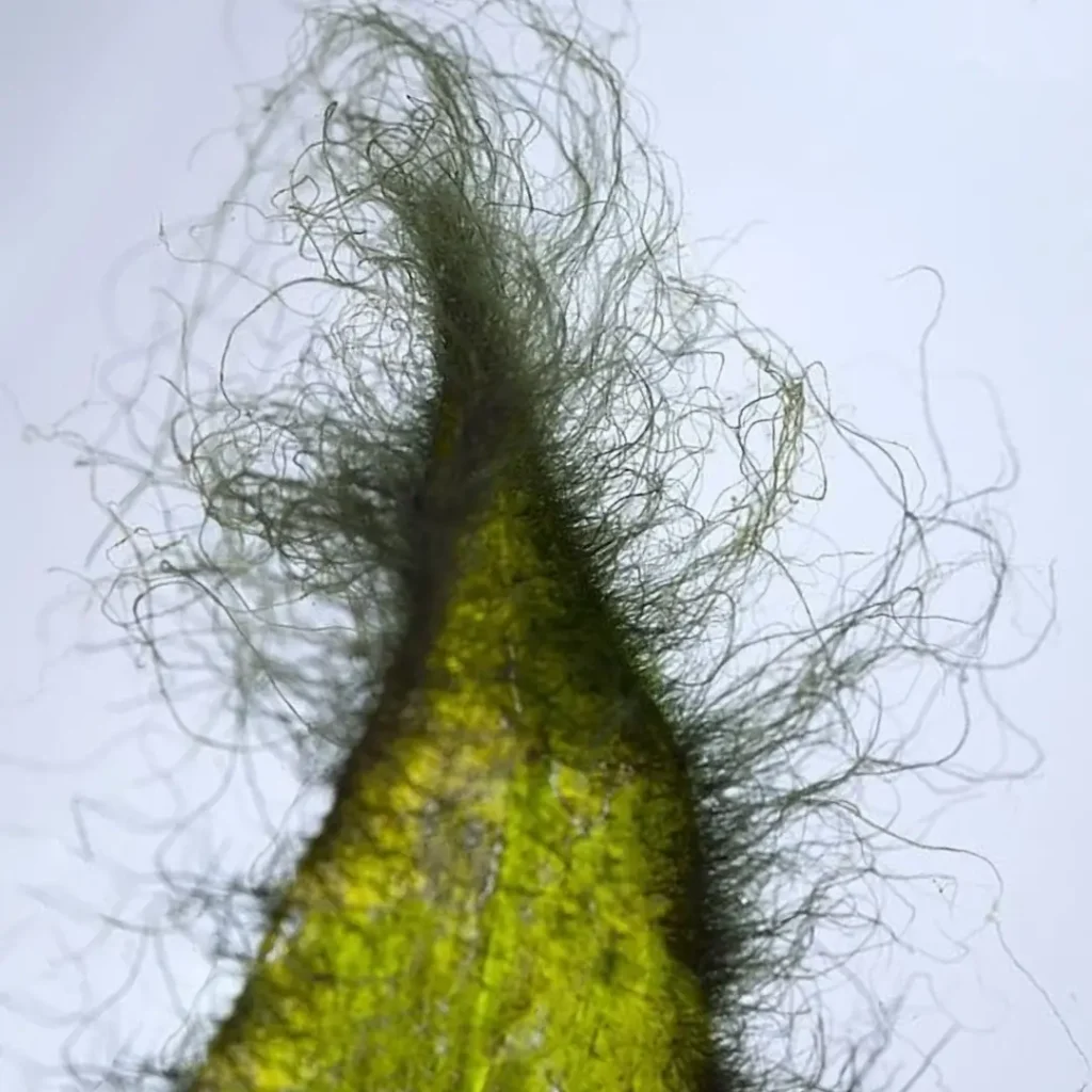 Eliminar el alga barba del acuario plantado