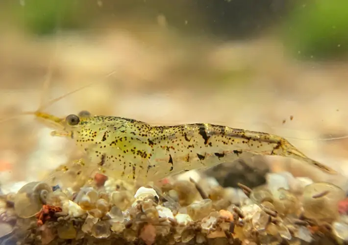 Neocaridina Salvaje Wild