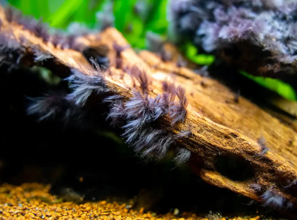 Alga pincel en un acuario de agua dulce.