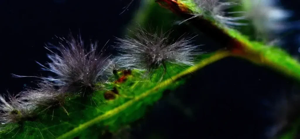 Penachos de alga pincel en detalle