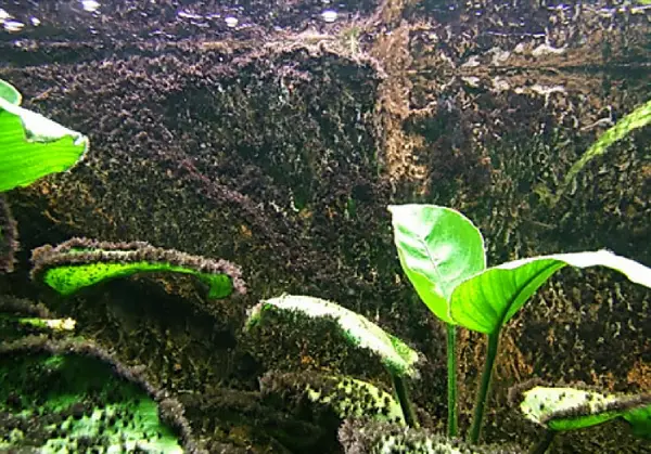 Acuario plantado con algas