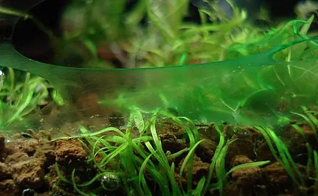 Eliminar cianobacteria del acuario plantado