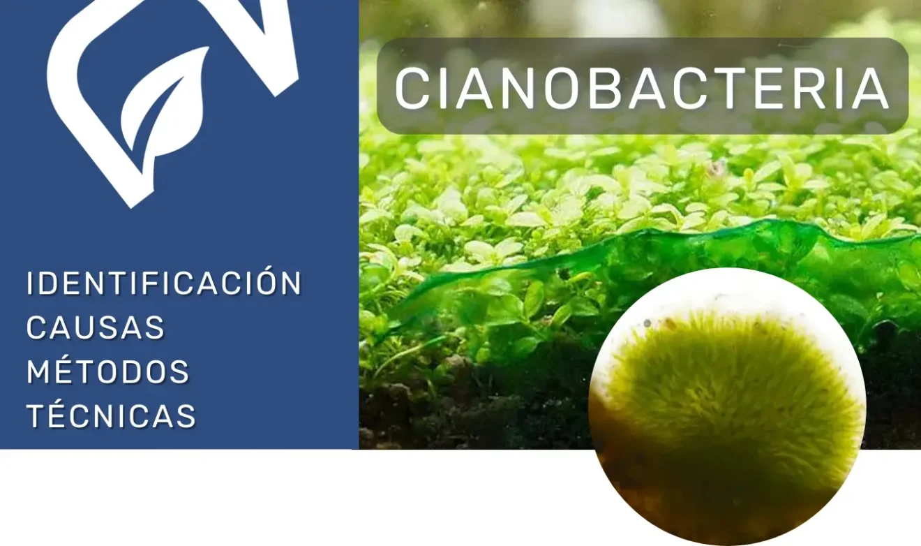 Eliminar cianobacteria del acuario plantado