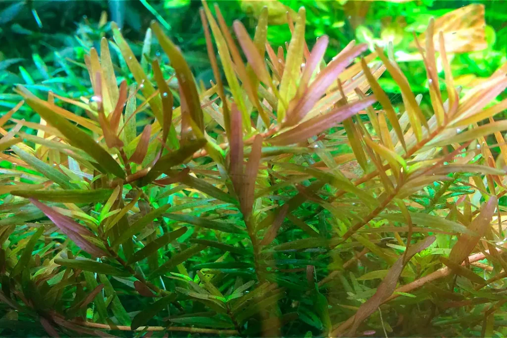 detalle de la rotala jarra H'RA en un acuario