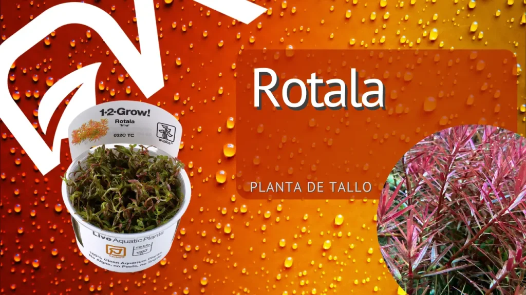 Rotala, planta de tallo para acuarios plantados y aquascaping