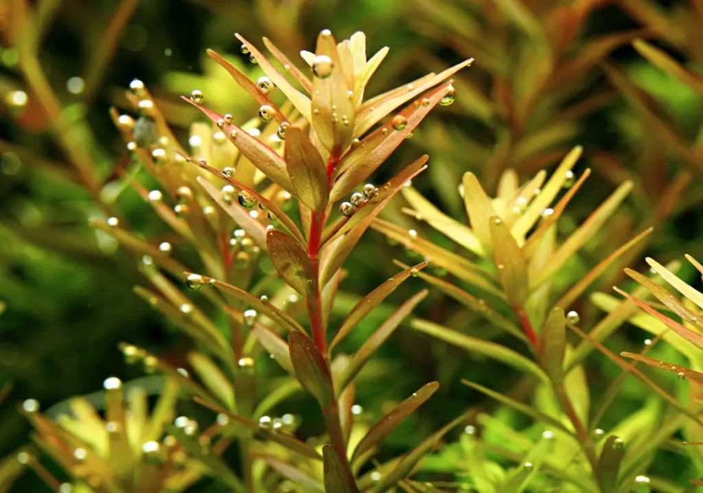 Detalle de la rotala rotundifolia sumergida en un acuario.