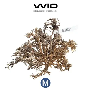WIO Canopi Tree M