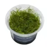 Bacopa Myriophylloides
