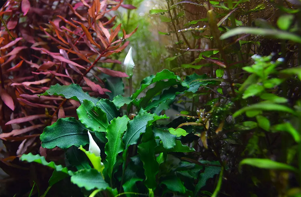 Bucephalandra en un acuario plantado