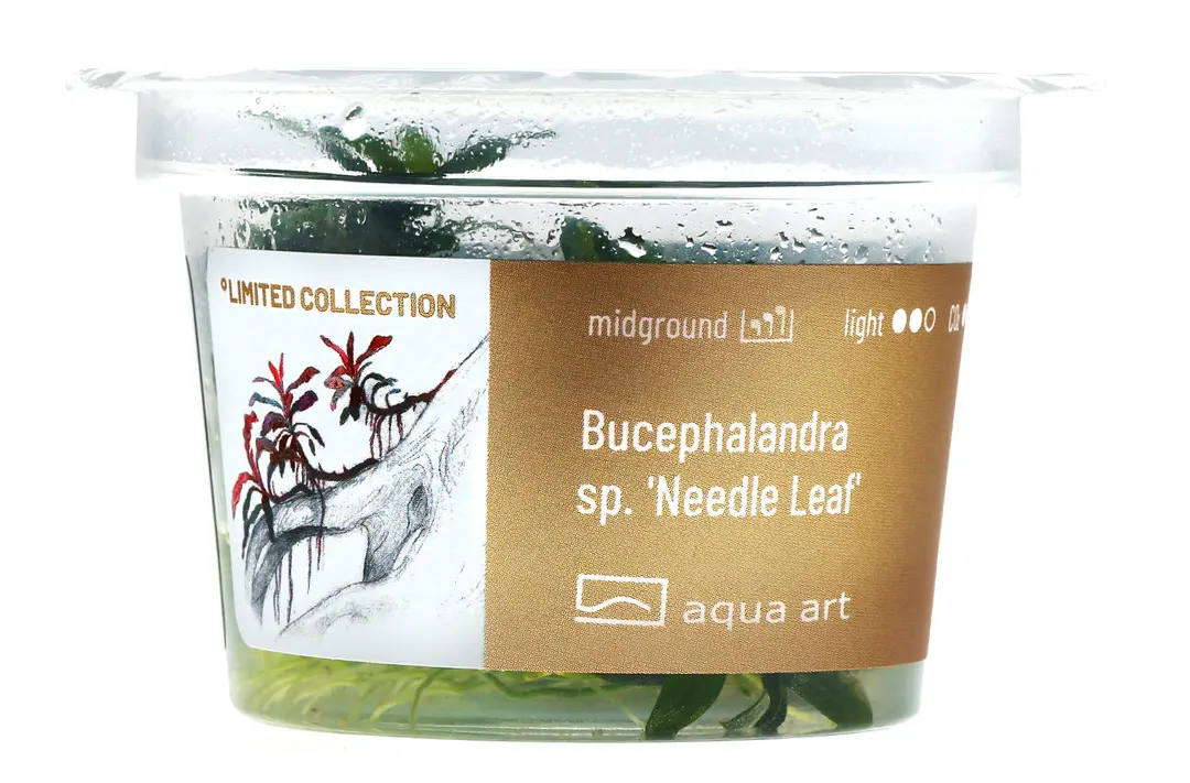 Bucephalandra sp needle leaf