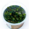 Bucephalandra sp Ulysses
