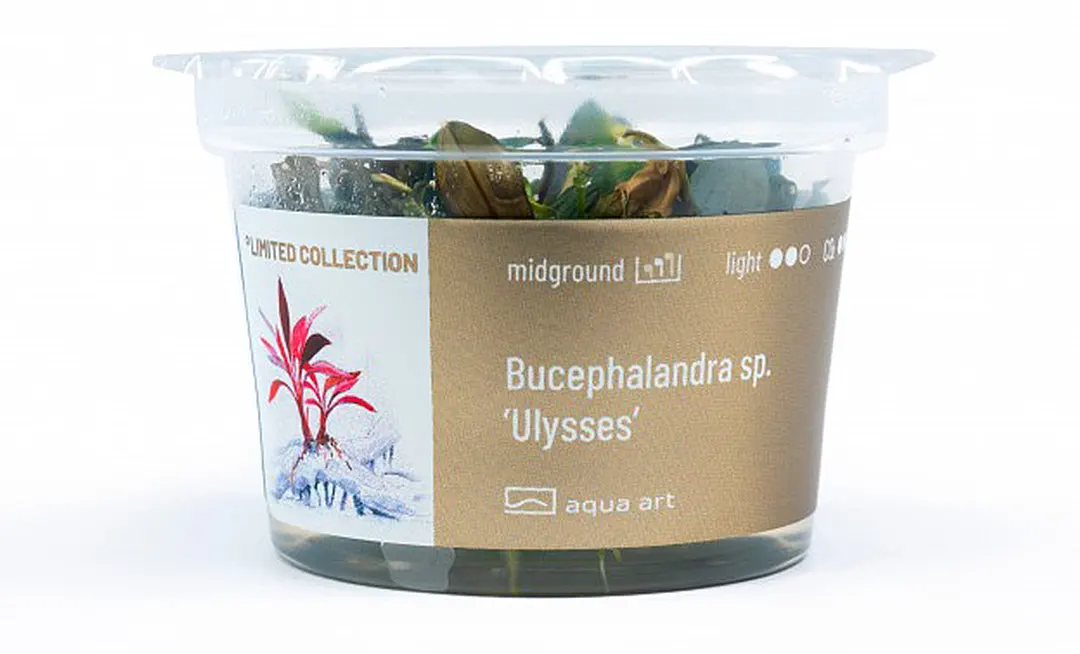 Bucephalandra sp Ulysses